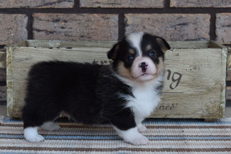 Indian Creek Corgis - Crystal breeder image 18