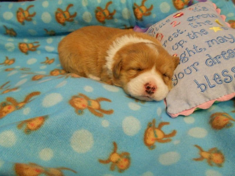 Indian Creek Corgis - Crystal breeder image 20