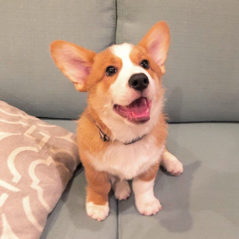 Indian Creek Corgis - Crystal breeder image 19