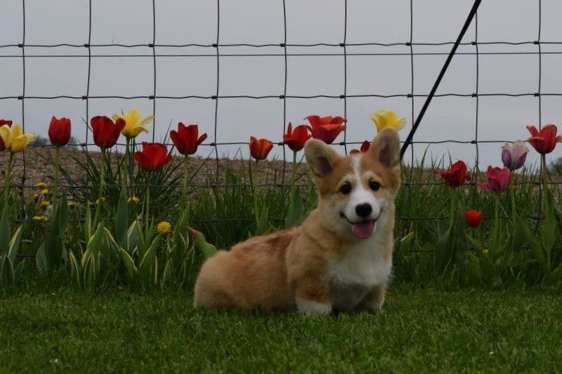 Indian Creek Corgis - Crystal breeder image 24