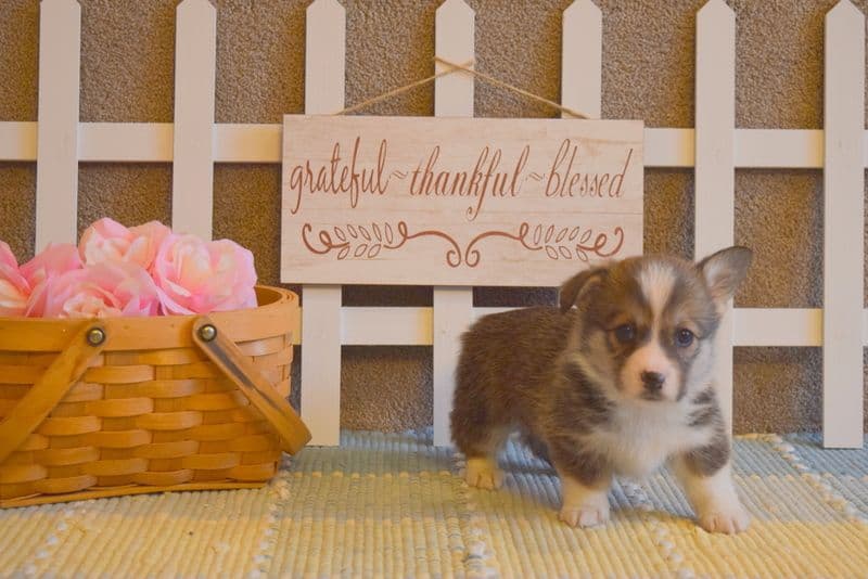 Indian Creek Corgis - Crystal breeder image 21