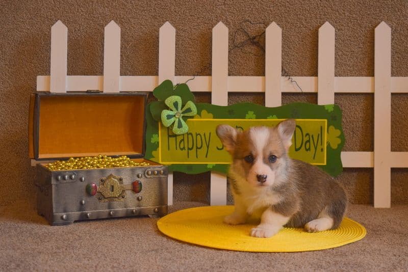 Indian Creek Corgis - Crystal breeder image 22