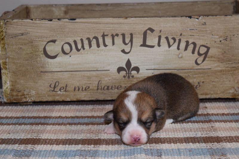 Indian Creek Corgis - Crystal breeder image 23