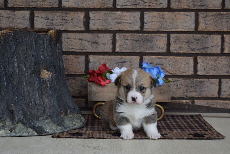 Indian Creek Corgis - Crystal breeder image 6
