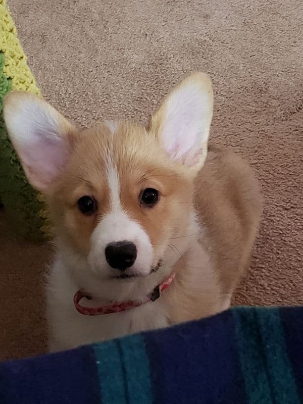 Indian Creek Corgis - Crystal breeder image 25