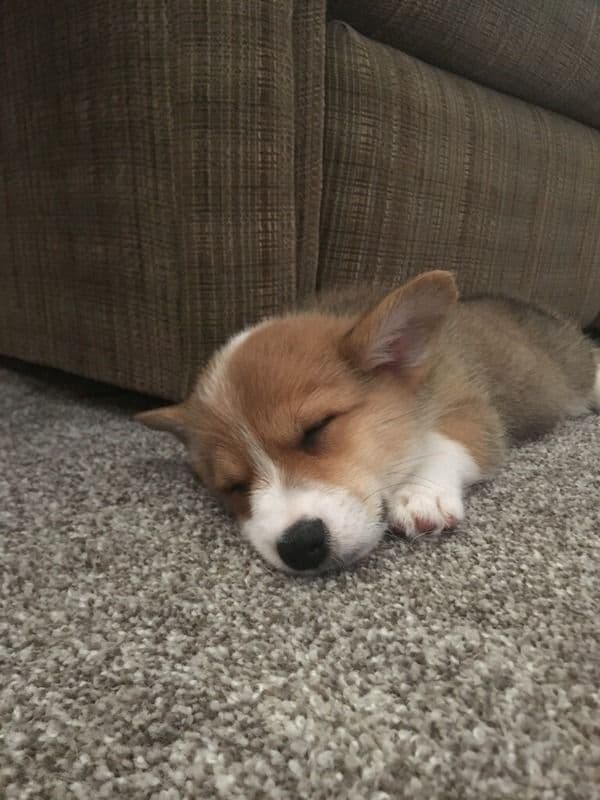 Indian Creek Corgis - Crystal breeder image 27