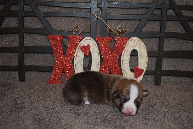 Indian Creek Corgis - Crystal breeder image 26