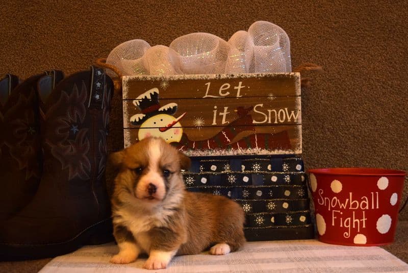 Indian Creek Corgis - Crystal breeder image 28