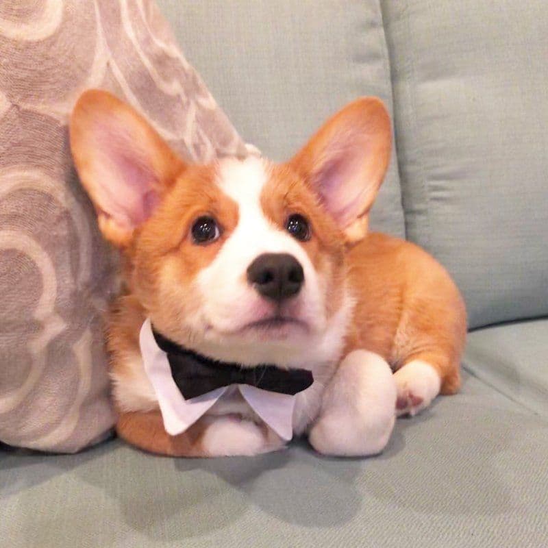 Indian Creek Corgis - Crystal breeder image 30