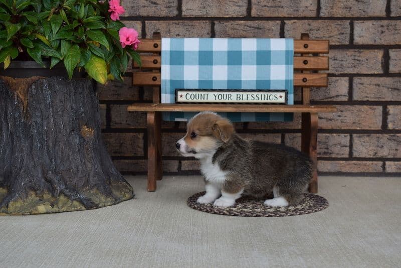 Indian Creek Corgis - Crystal breeder image 29