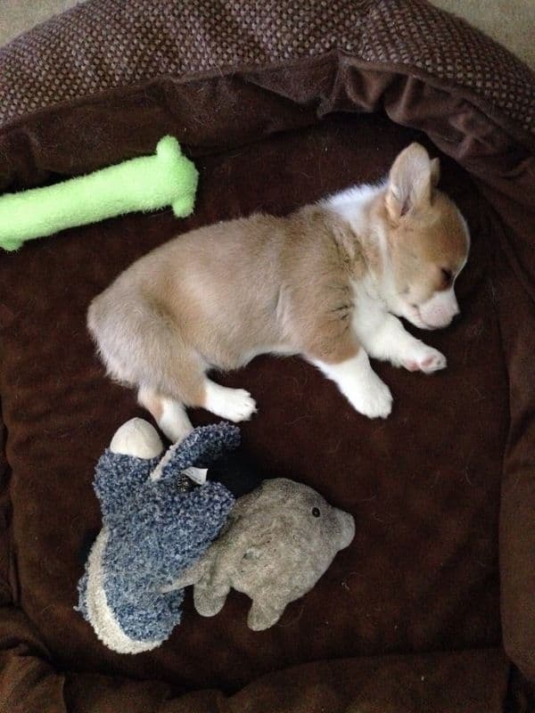 Indian Creek Corgis - Crystal breeder image 43