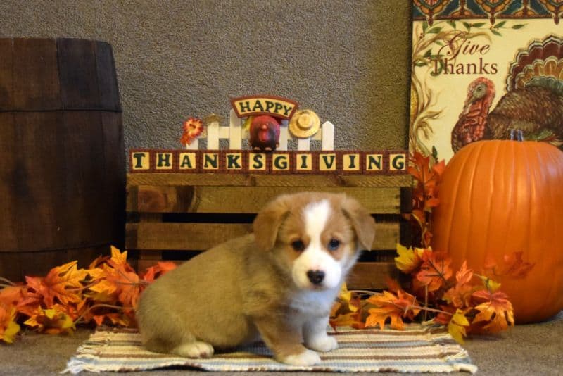 Indian Creek Corgis - Crystal breeder image 34