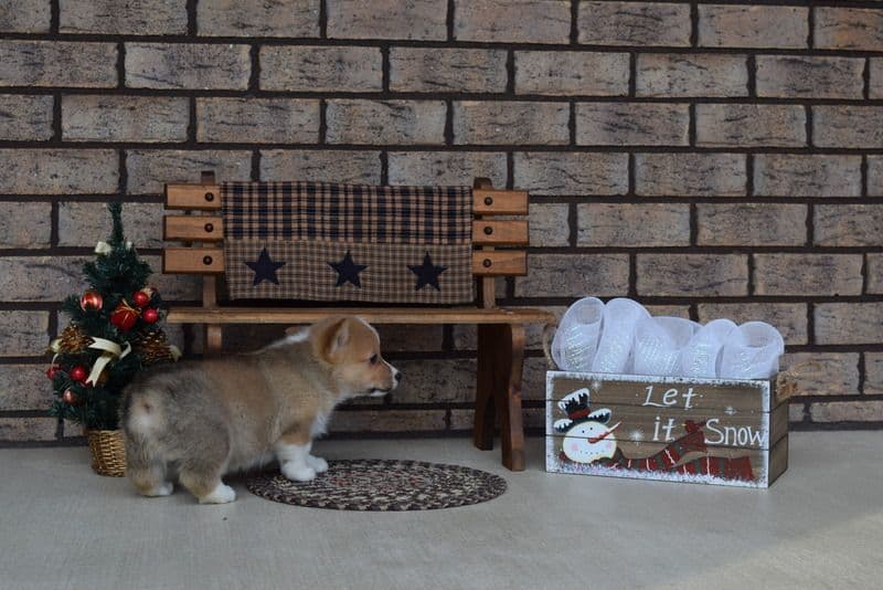 Indian Creek Corgis - Crystal breeder image 31