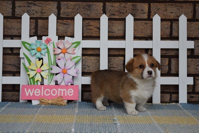 Indian Creek Corgis - Crystal breeder image 32