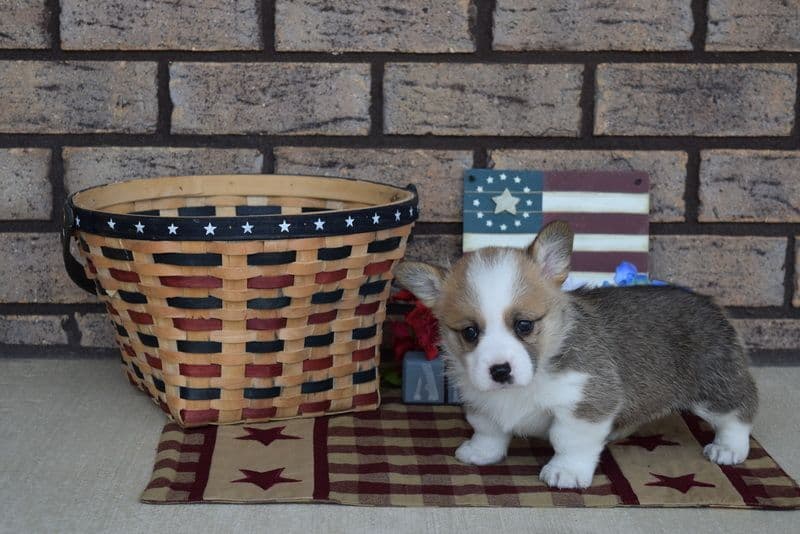 Indian Creek Corgis - Crystal breeder image 36