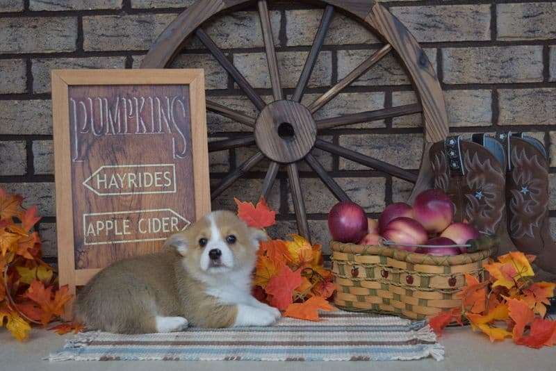 Indian Creek Corgis - Crystal breeder image 33
