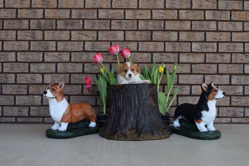 Indian Creek Corgis - Crystal breeder image 44