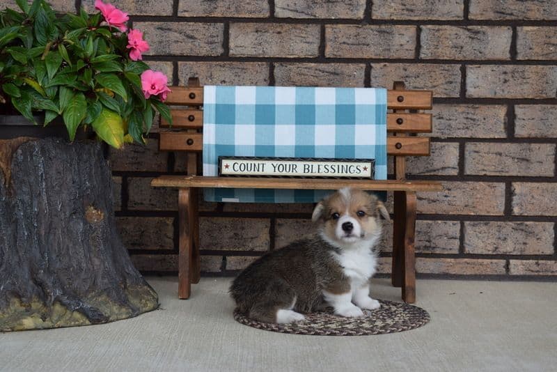 Indian Creek Corgis - Crystal breeder image 37
