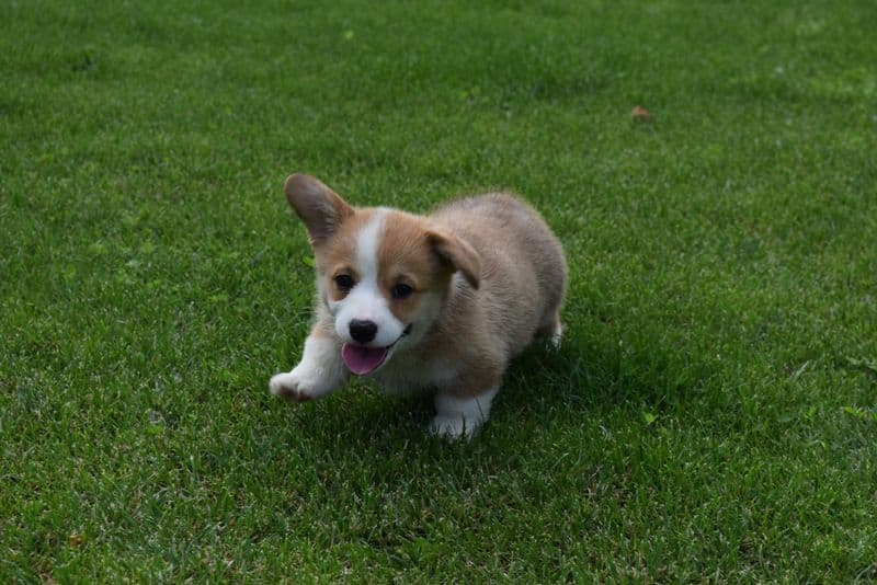 Indian Creek Corgis - Crystal breeder image 38