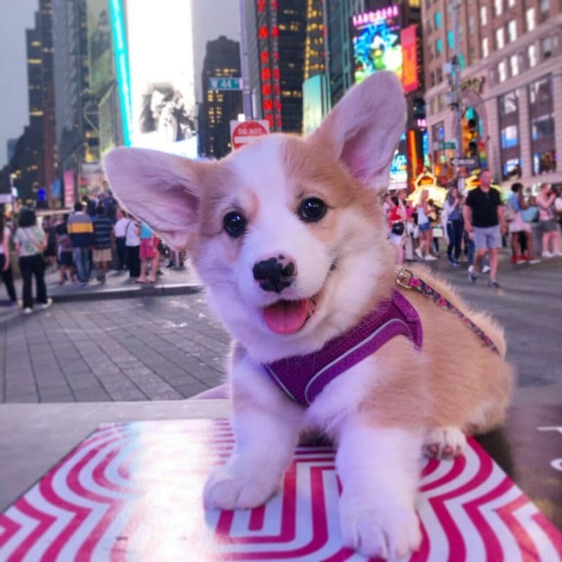 Indian Creek Corgis - Crystal breeder image 39