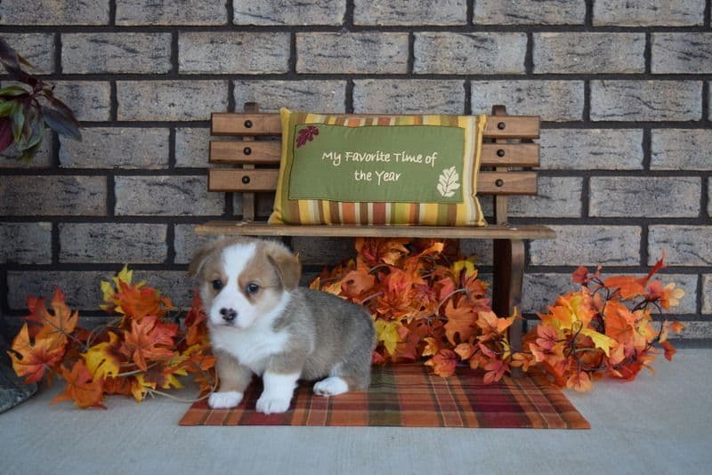 Indian Creek Corgis - Crystal breeder image 45