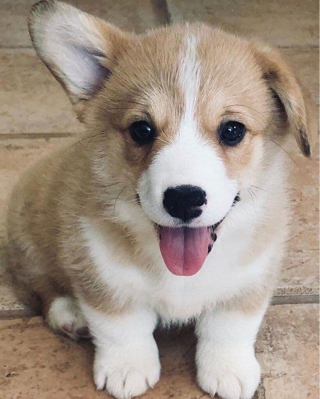 Indian Creek Corgis - Crystal breeder image 41
