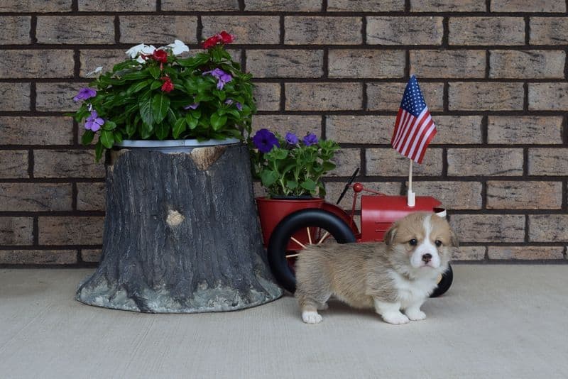 Indian Creek Corgis - Crystal breeder image 42