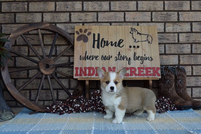 Indian Creek Corgis - Crystal breeder image 48