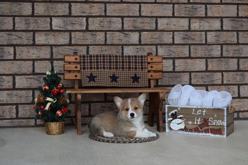 Indian Creek Corgis - Crystal breeder image 46