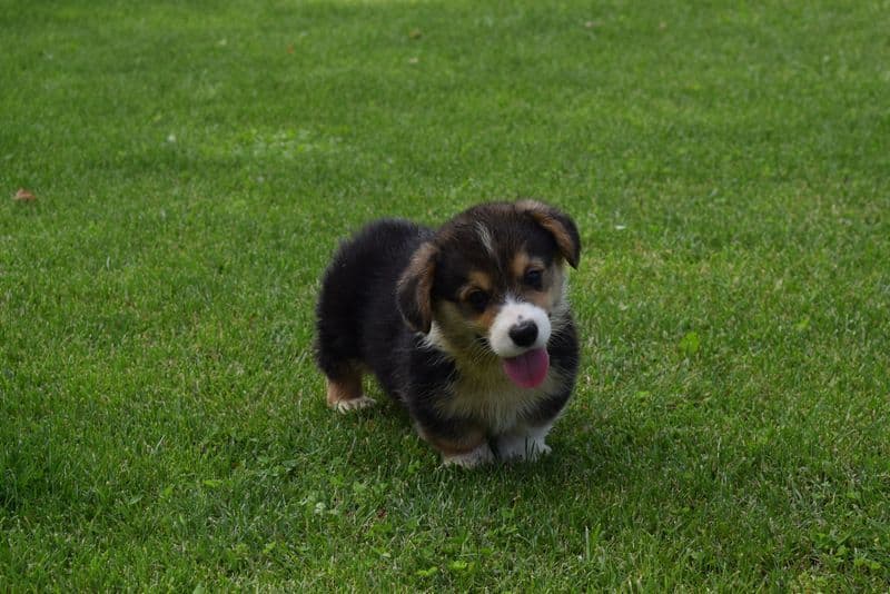 Indian Creek Corgis - Crystal breeder image 47