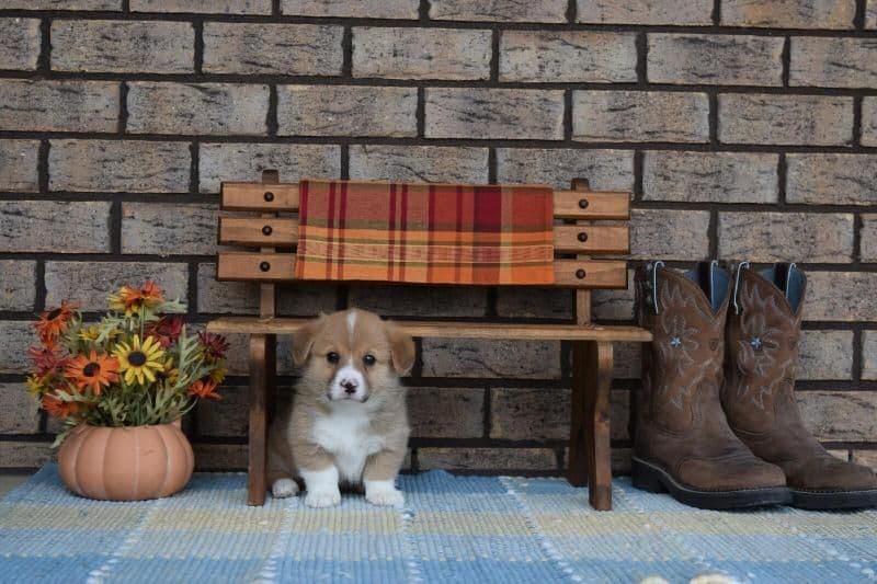 Indian Creek Corgis - Crystal breeder image 58