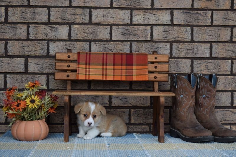 Indian Creek Corgis - Crystal breeder image 49
