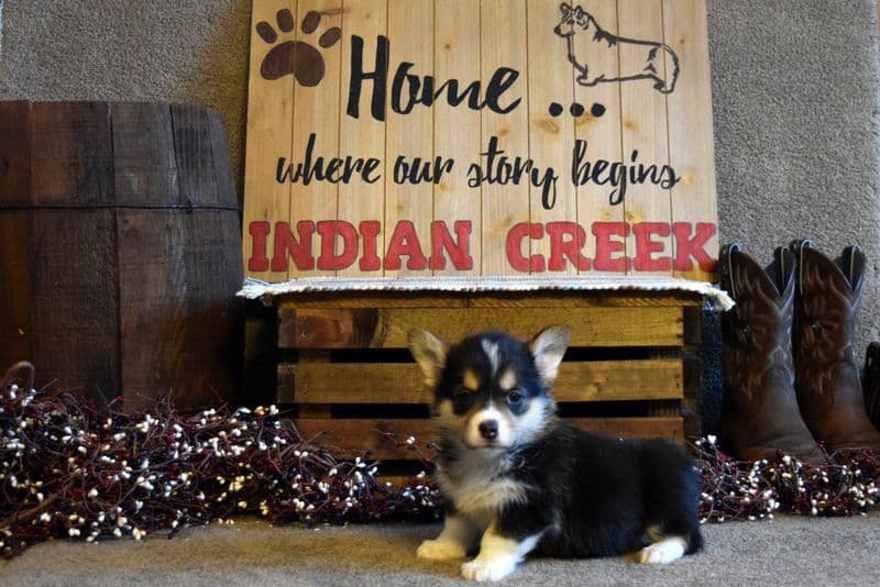Indian Creek Corgis - Crystal breeder image 50