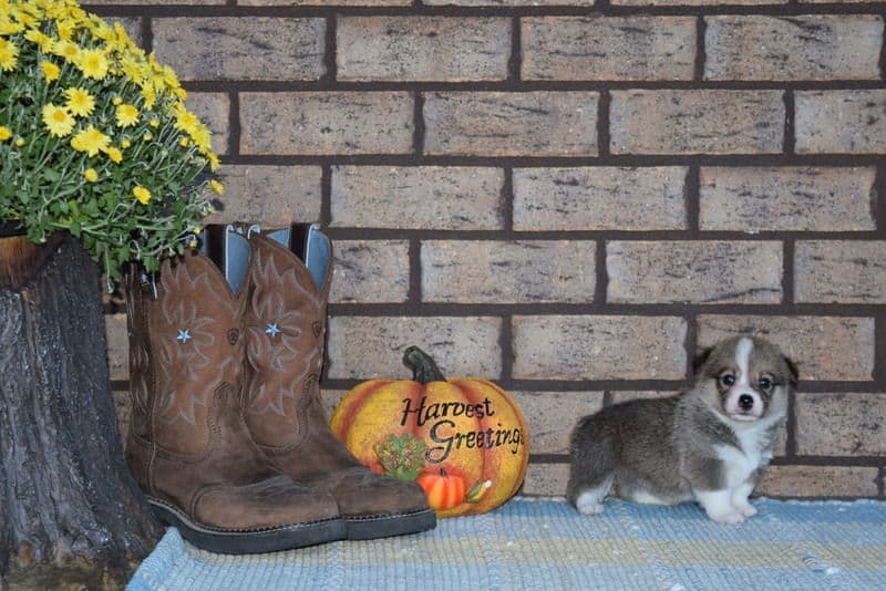 Indian Creek Corgis - Crystal breeder image 51