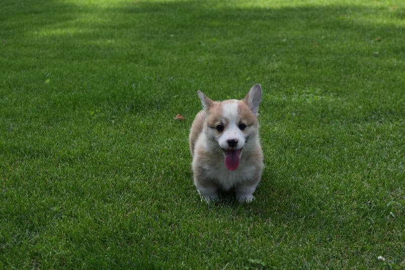 Indian Creek Corgis - Crystal breeder image 57