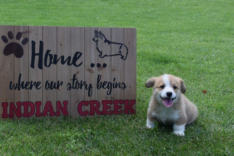 Indian Creek Corgis - Crystal breeder image 2