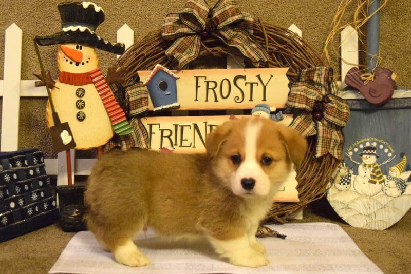 Indian Creek Corgis - Crystal breeder image 52