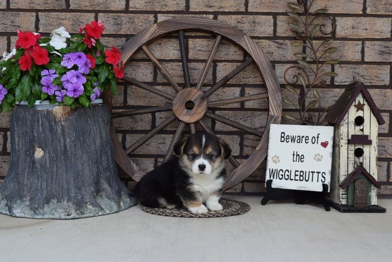 Indian Creek Corgis - Crystal breeder image 53