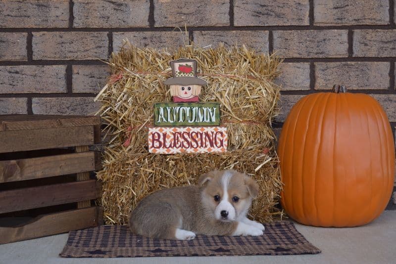 Indian Creek Corgis - Crystal breeder image 67