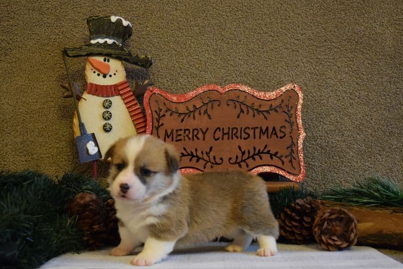 Indian Creek Corgis - Crystal breeder image 56