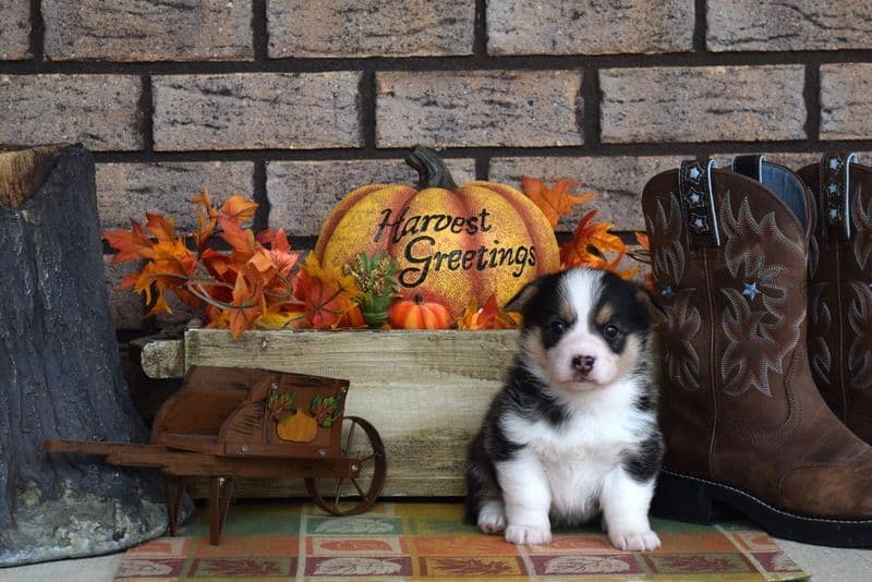 Indian Creek Corgis - Crystal breeder image 55