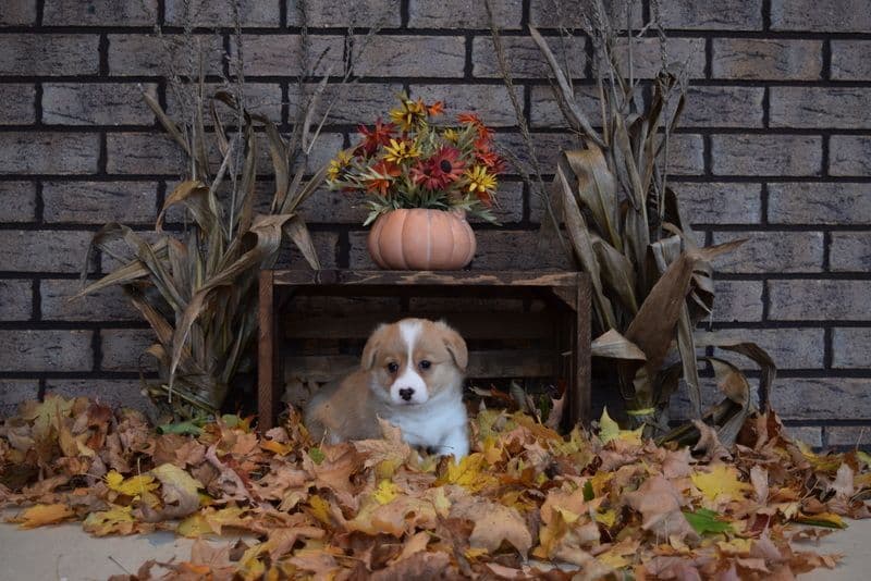 Indian Creek Corgis - Crystal breeder image 54