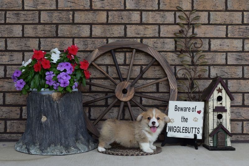Indian Creek Corgis - Crystal breeder image 4