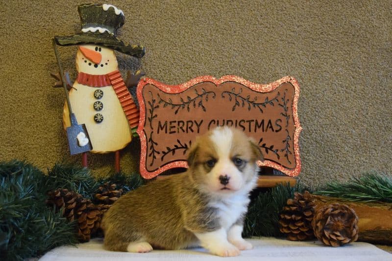 Indian Creek Corgis - Crystal breeder image 61