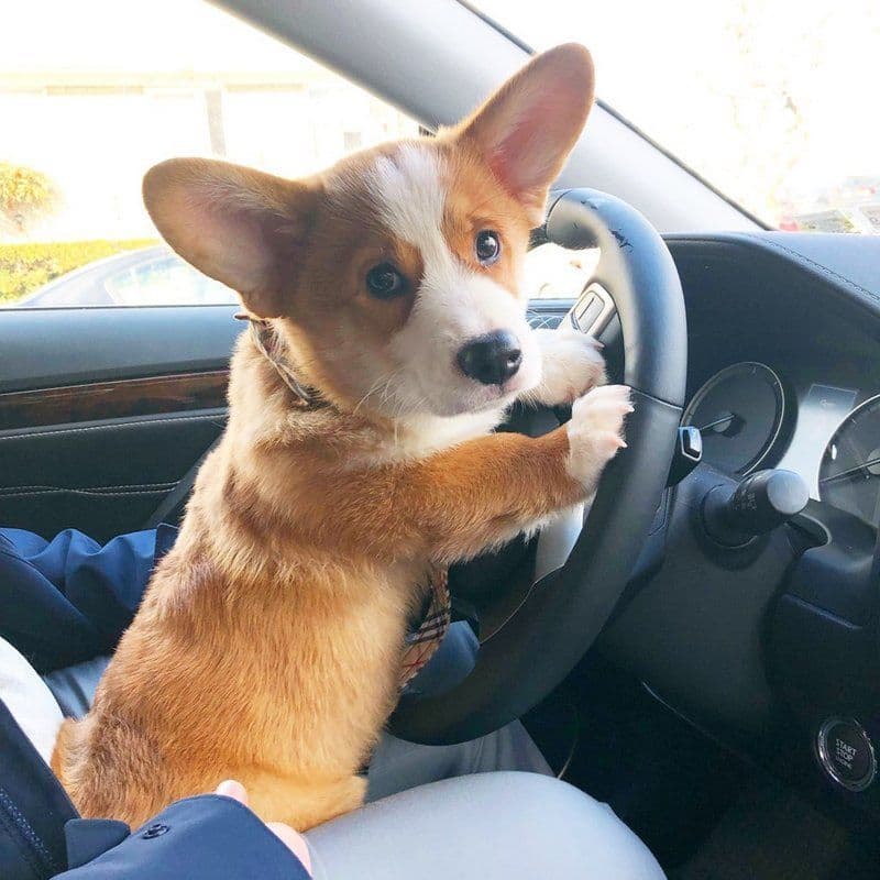 Indian Creek Corgis - Crystal breeder image 59