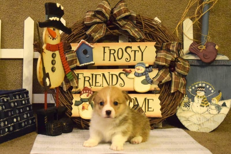 Indian Creek Corgis - Crystal breeder image 60