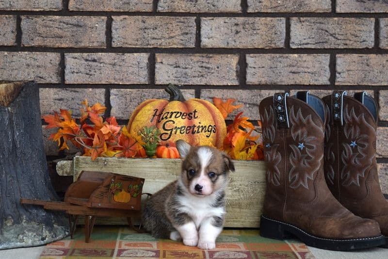 Indian Creek Corgis - Crystal breeder image 63