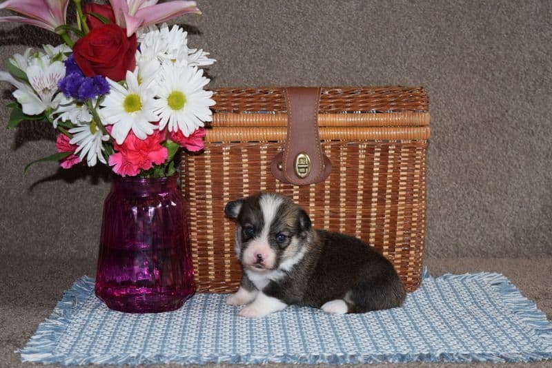 Indian Creek Corgis - Crystal breeder image 64