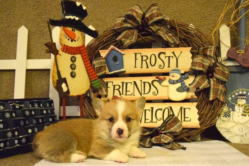 Indian Creek Corgis - Crystal breeder image 65