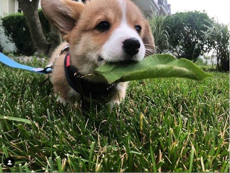 Indian Creek Corgis - Crystal breeder image 72